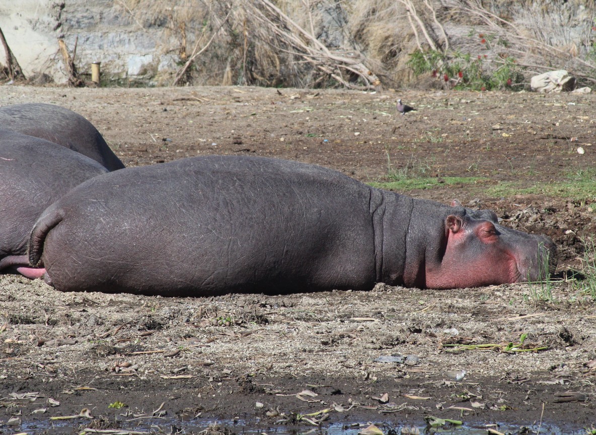 Hippos resting on a riverbank, the kind of sighting common along the Rufiji River in Nyerere National Park