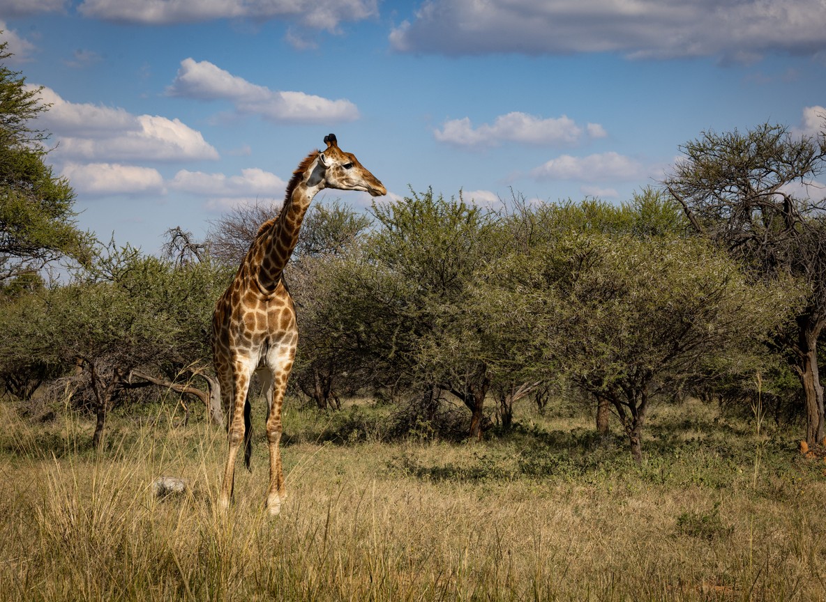 A Rothschild's giraffe browsing among acacia trees in the Lambwe Valley grassland with the Ruri Hills in the background