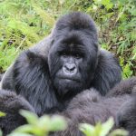 A mountain gorilla family resting in misty bamboo forest on the slopes of the Virunga volcanoes at dawn