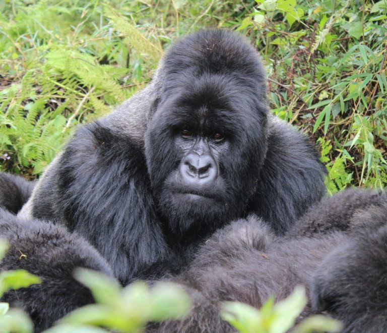 A mountain gorilla family resting in misty bamboo forest on the slopes of the Virunga volcanoes at dawn