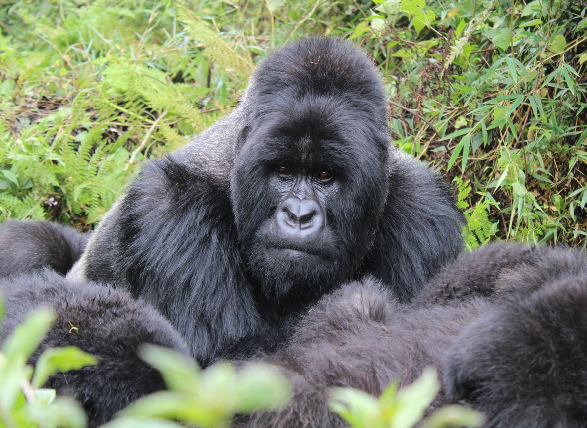 A mountain gorilla family resting in misty bamboo forest on the slopes of the Virunga volcanoes at dawn