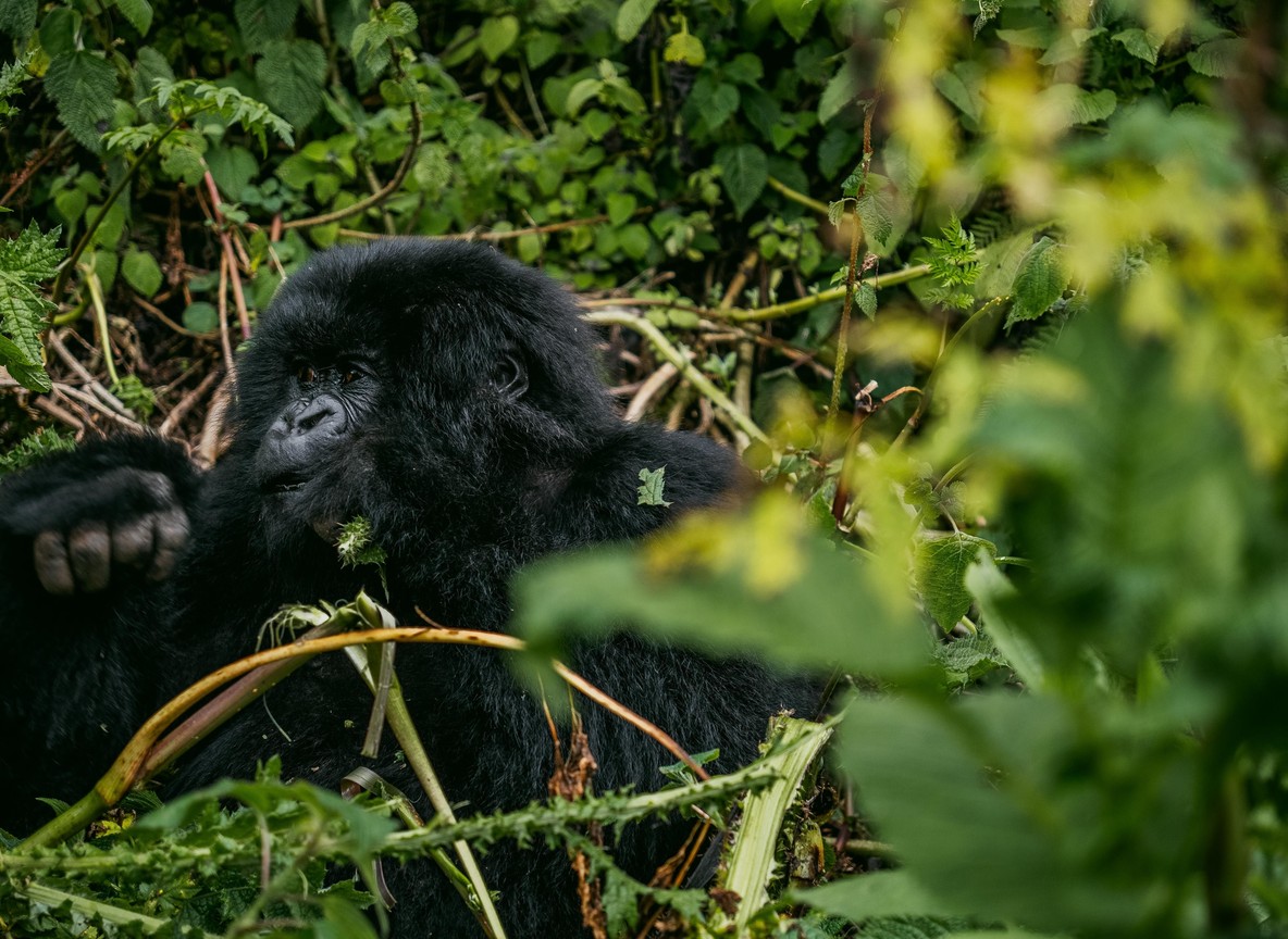 A silverback mountain gorilla sitting in Volcanoes National Park with the Virunga volcanic peaks visible through morning mist