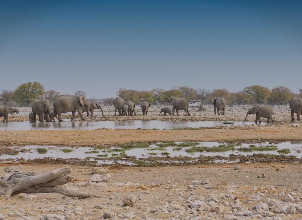 A herd of elephants at a waterhole in the early morning light, Samburu, Kenya