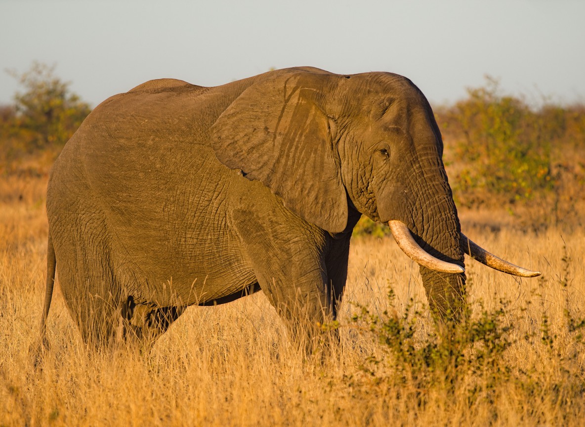 A bull elephant with long tusks moving through golden grassland at sunrise, Laikipia, Kenya