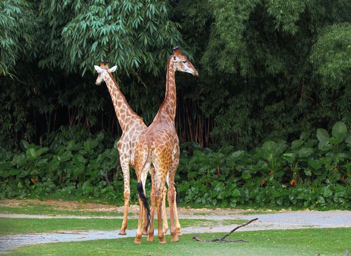 Reticulated giraffes browsing near a thatched-roof viewing platform on a Laikipia conservancy, Kenya