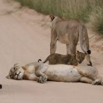 Lioness and cubs resting on a dirt track in the Maasai Mara, Kenya