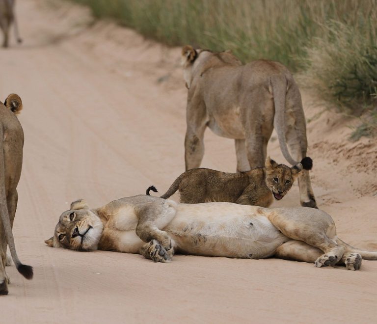 Lioness and cubs resting on a dirt track in the Maasai Mara, Kenya