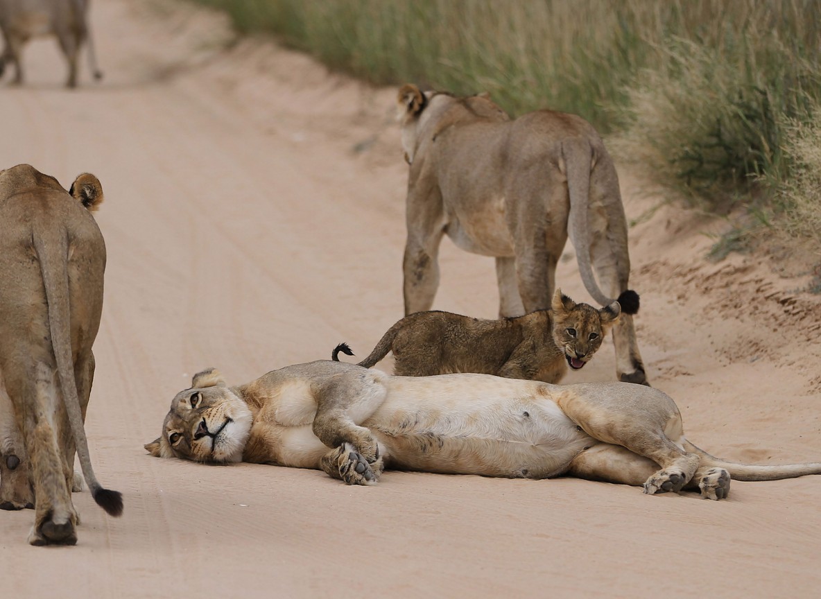 Lioness and cubs resting on a dirt track in the Maasai Mara, Kenya