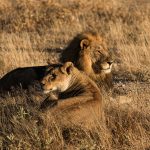 A lion and lioness resting together in golden-hour grass, the kind of unhurried stillness that sleep-focused safari camps are designed to match after dark