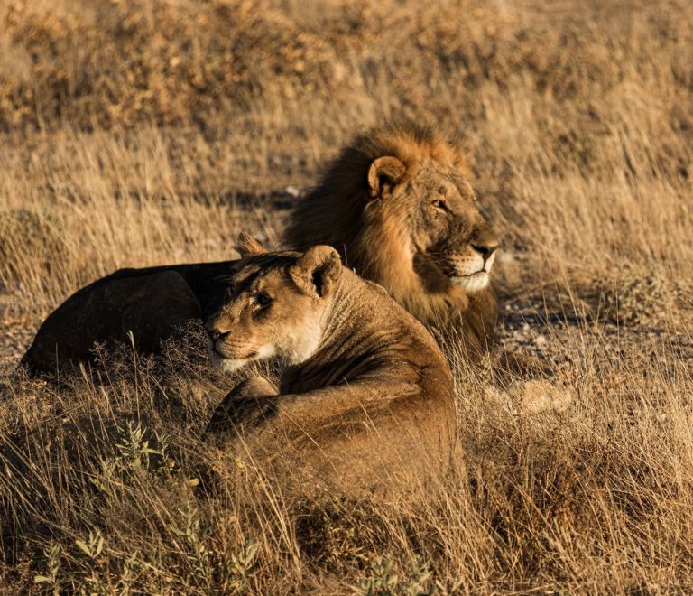 A lion and lioness resting together in golden-hour grass, the kind of unhurried stillness that sleep-focused safari camps are designed to match after dark