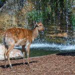 A sitatunga antelope wading through papyrus swamp water at Saiwa Swamp National Park