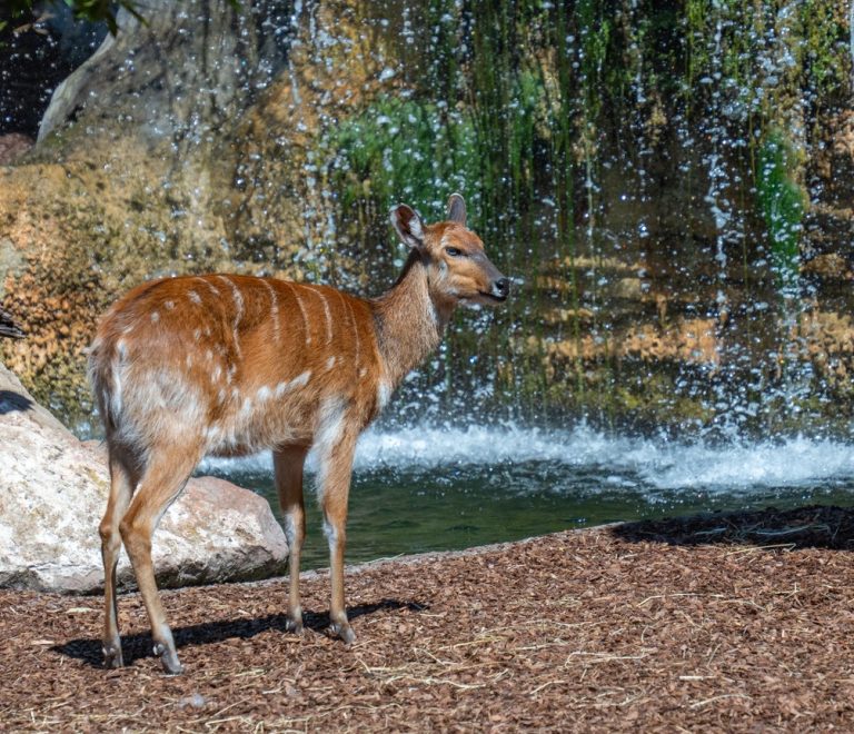 A sitatunga antelope wading through papyrus swamp water at Saiwa Swamp National Park