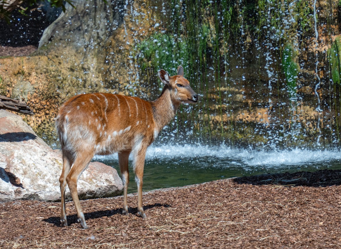 A sitatunga antelope wading through papyrus swamp water at Saiwa Swamp National Park