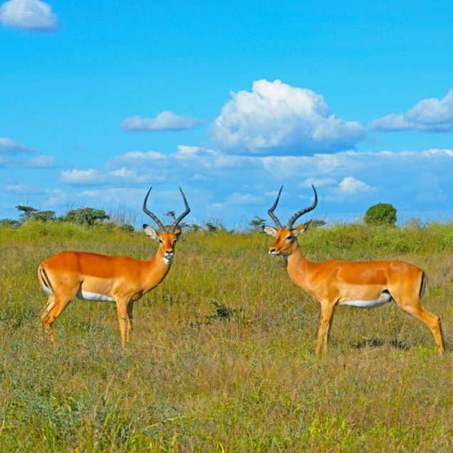 Samburu National Reserve