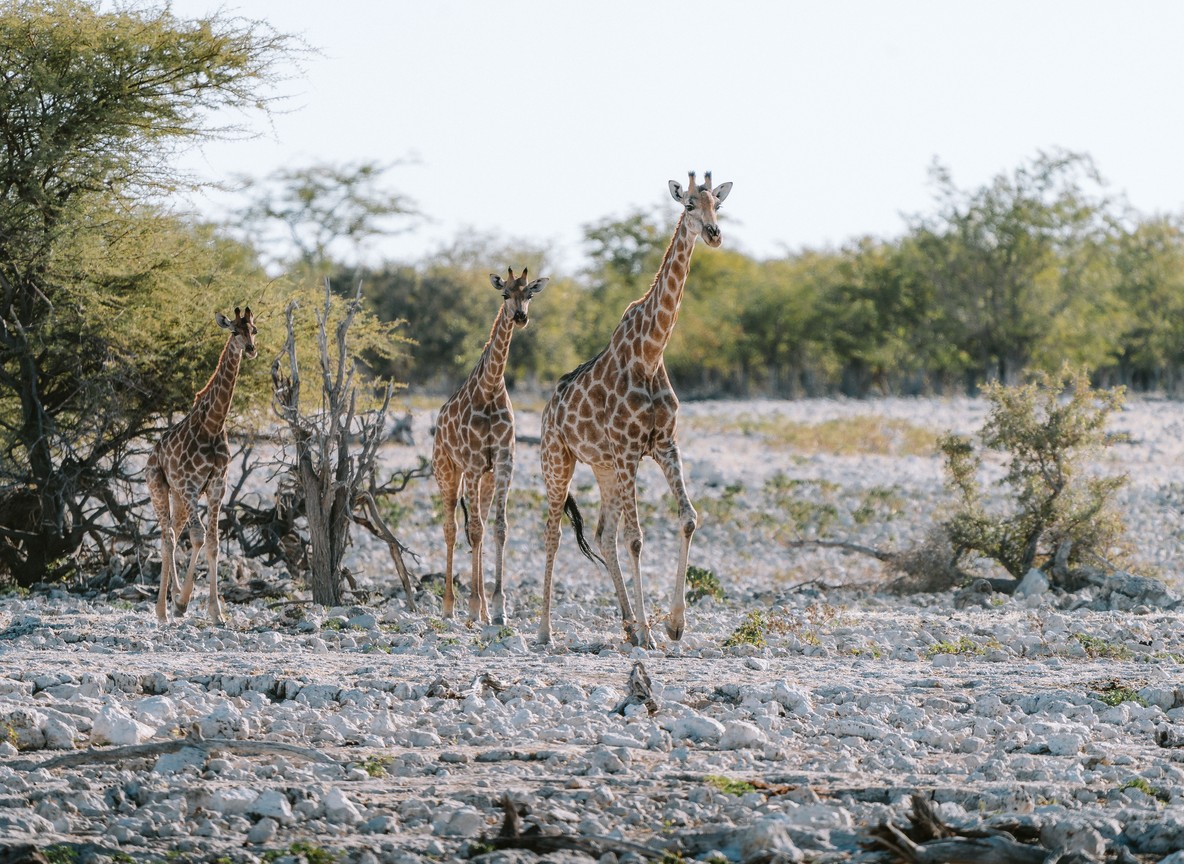 Reticulated giraffes browsing among doum palms near the Ewaso Nyiro River in Samburu National Reserve, Kenya