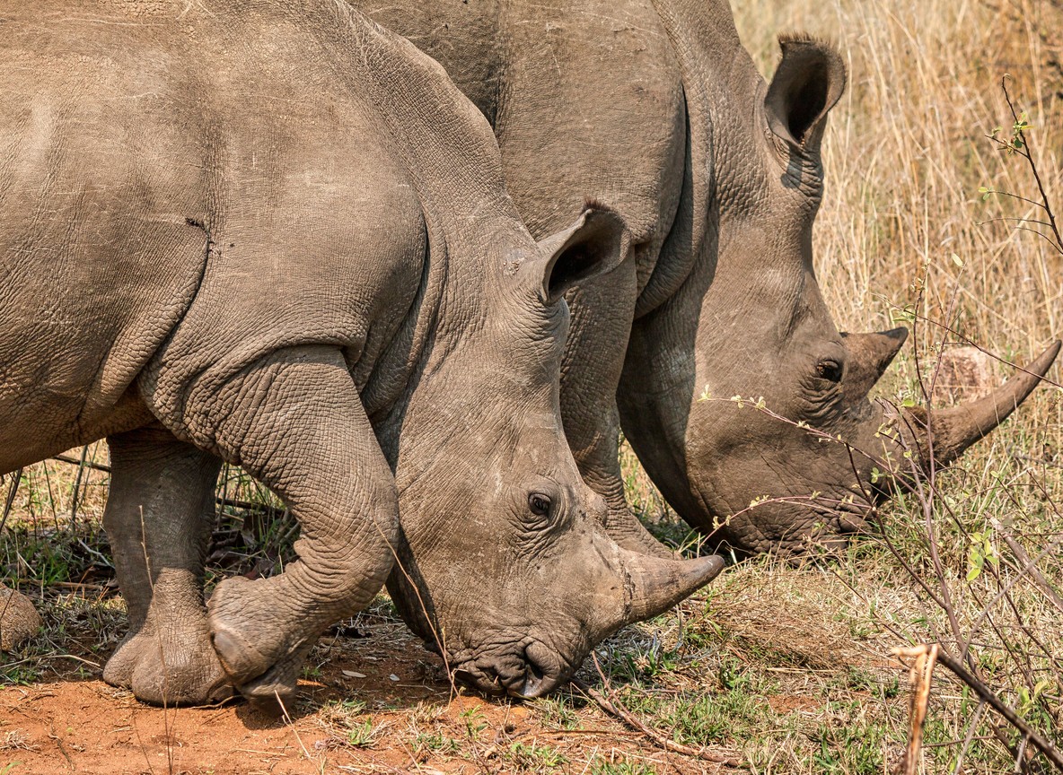 a pair of white rhino grazing at dawn inside the private, fenced Solio Game Reserve near Mount Kenya