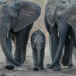 Elephant herd with a young calf crossing a dusty track in the Amboseli ecosystem near Selenkay Conservancy