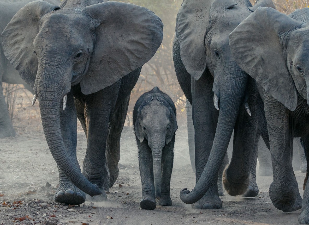 Elephant herd with a young calf crossing a dusty track in the Amboseli ecosystem near Selenkay Conservancy