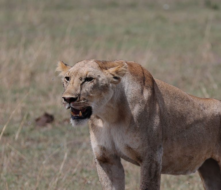 A self-drive 4x4 vehicle on a dirt track in the Masai Mara National Reserve with open savanna and distant wildlife