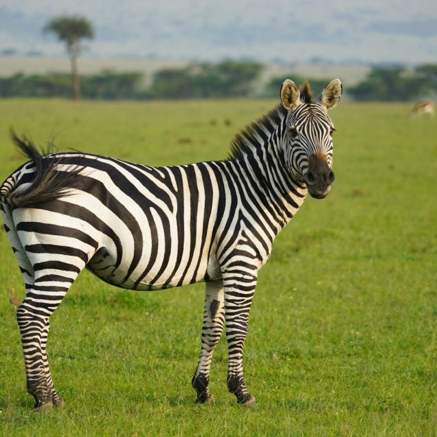 Serengeti National Park