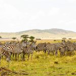 A cheetah resting near a safari vehicle on the open grass plains of Serengeti National Park with tourists photographing from inside the vehicle
