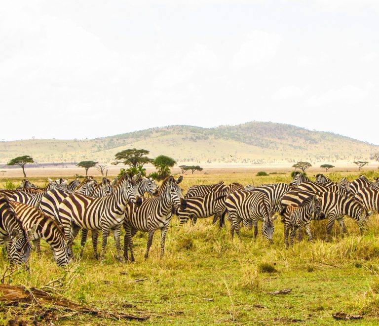 A cheetah resting near a safari vehicle on the open grass plains of Serengeti National Park with tourists photographing from inside the vehicle