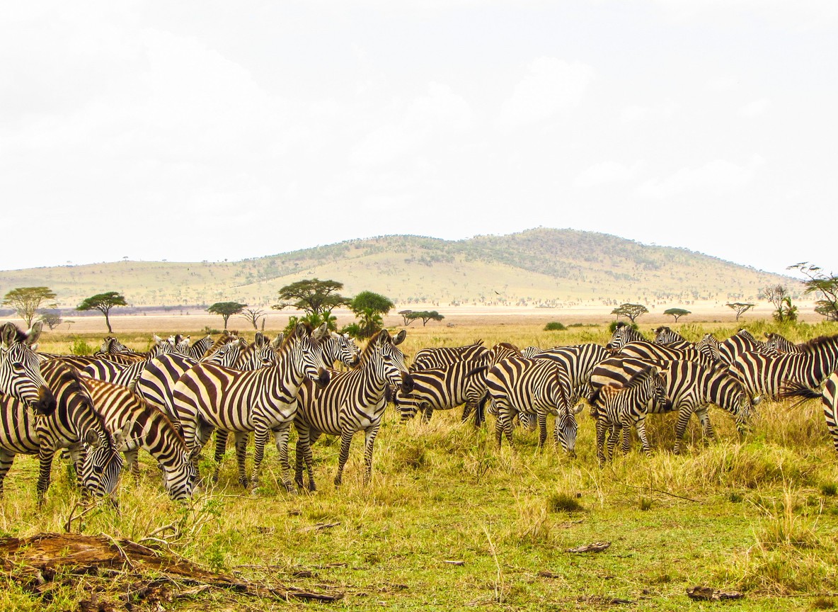 A cheetah resting near a safari vehicle on the open grass plains of Serengeti National Park with tourists photographing from inside the vehicle