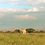 An elephant herd approaching a fenced railway embankment at dusk in the Tsavo ecosystem, Kenya
