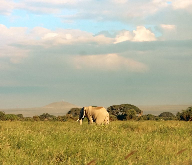 An elephant herd approaching a fenced railway embankment at dusk in the Tsavo ecosystem, Kenya