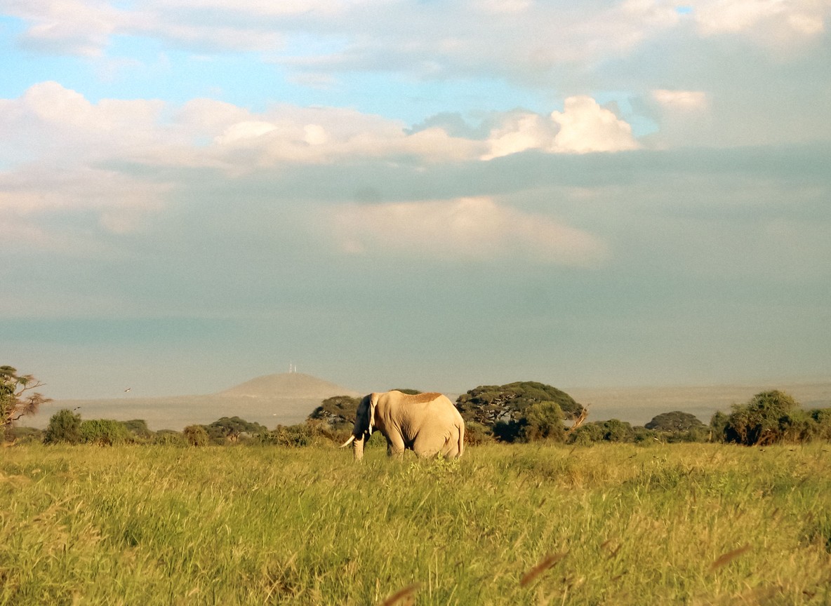 An elephant herd approaching a fenced railway embankment at dusk in the Tsavo ecosystem, Kenya