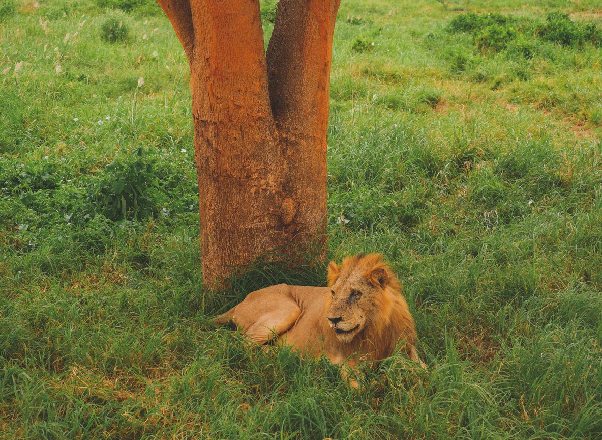 Kenya Wildlife Service ranger inspecting a section of railway fence line near an underpass in Tsavo, daytime