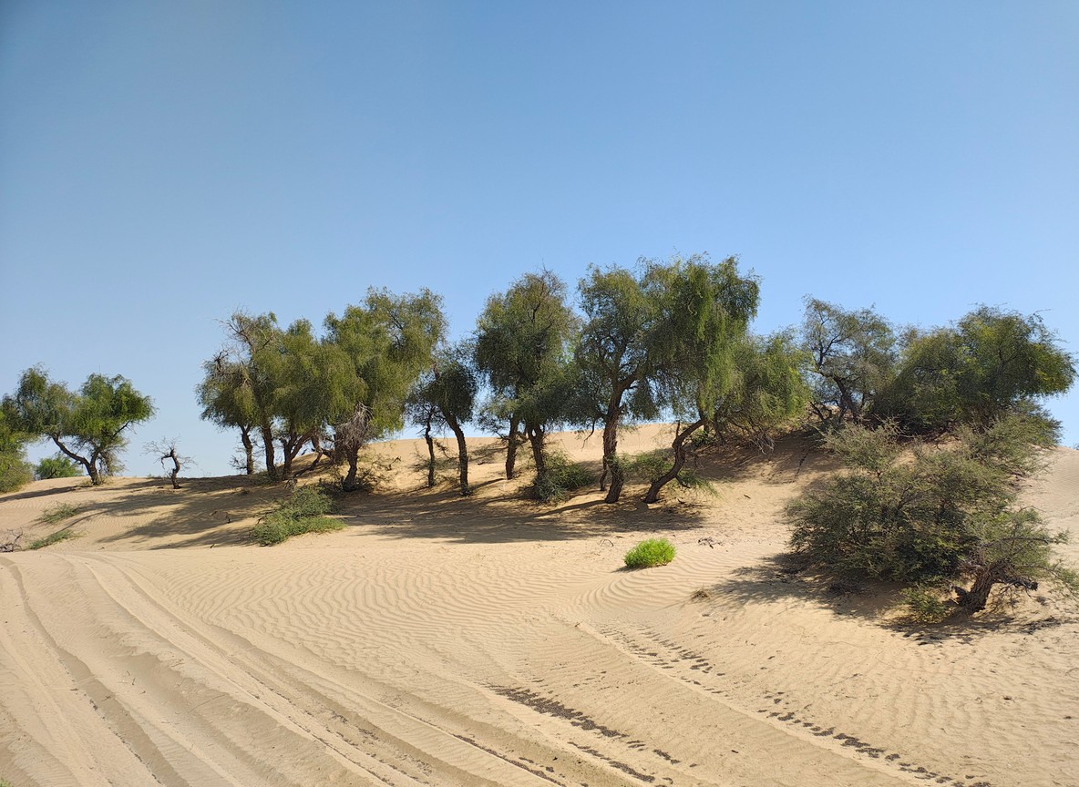 sparse desert trees growing on sand dunes in Sibiloi National Park's arid terrain