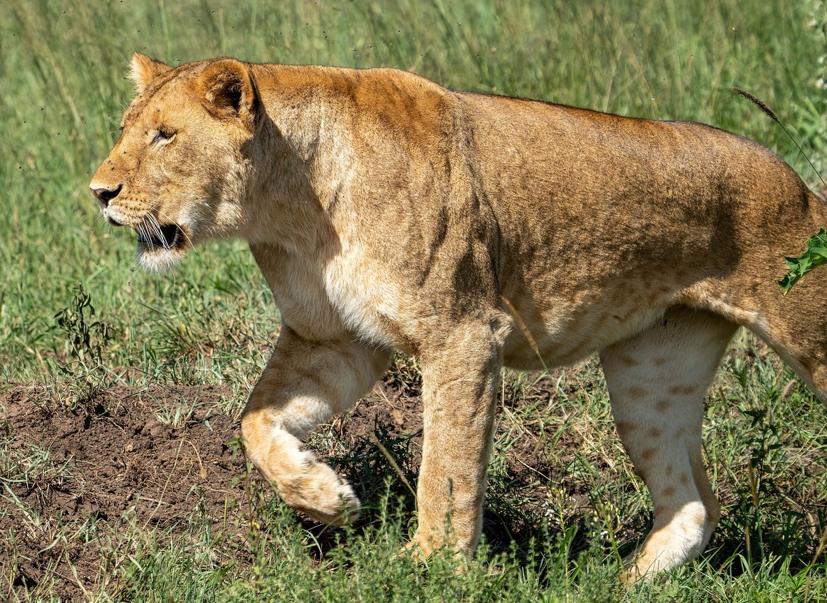 a lioness moving alertly through golden grass at a Maasai Mara conservancy, the kind of wildlife encounter camp precautions are built around