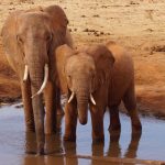 elephants at a red-earth waterhole in the dry Tsavo bush country that South Kitui National Reserve shares across the Tiva River
