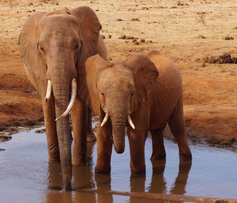 elephants at a red-earth waterhole in the dry Tsavo bush country that South Kitui National Reserve shares across the Tiva River
