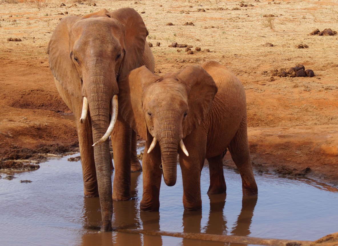 elephants at a red-earth waterhole in the dry Tsavo bush country that South Kitui National Reserve shares across the Tiva River