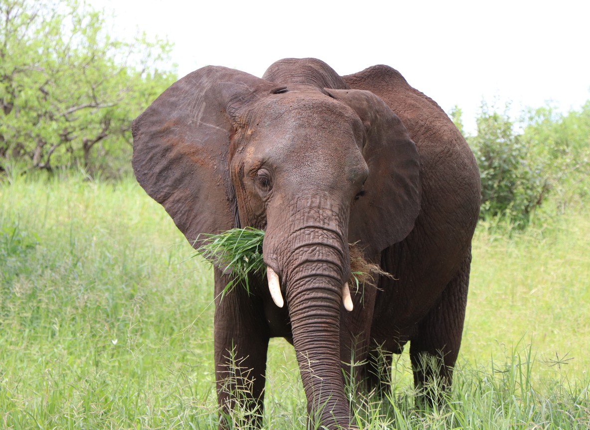 an elephant browsing on fresh grass in thick bush typical of the Tsavo-South Kitui wildlife corridor