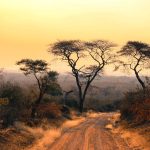 Flat-topped acacia trees along a dirt track at sunset on the Kenyan savanna