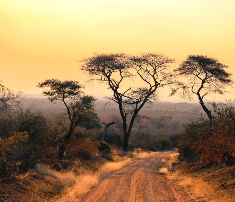 Flat-topped acacia trees along a dirt track at sunset on the Kenyan savanna