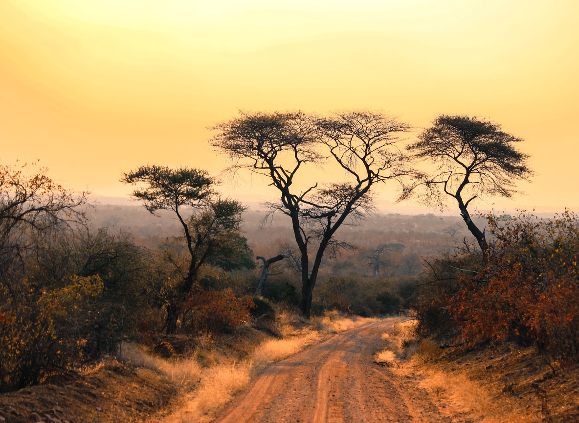 Flat-topped acacia trees along a dirt track at sunset on the Kenyan savanna