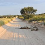 wildebeest and zebra herds crossing open Serengeti plains at golden hour, dust rising, distant acacia trees