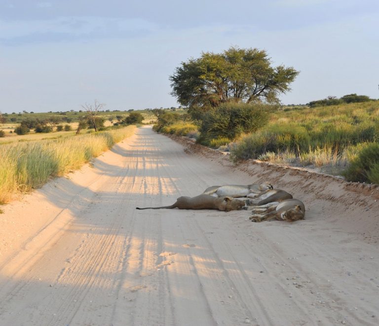 wildebeest and zebra herds crossing open Serengeti plains at golden hour, dust rising, distant acacia trees