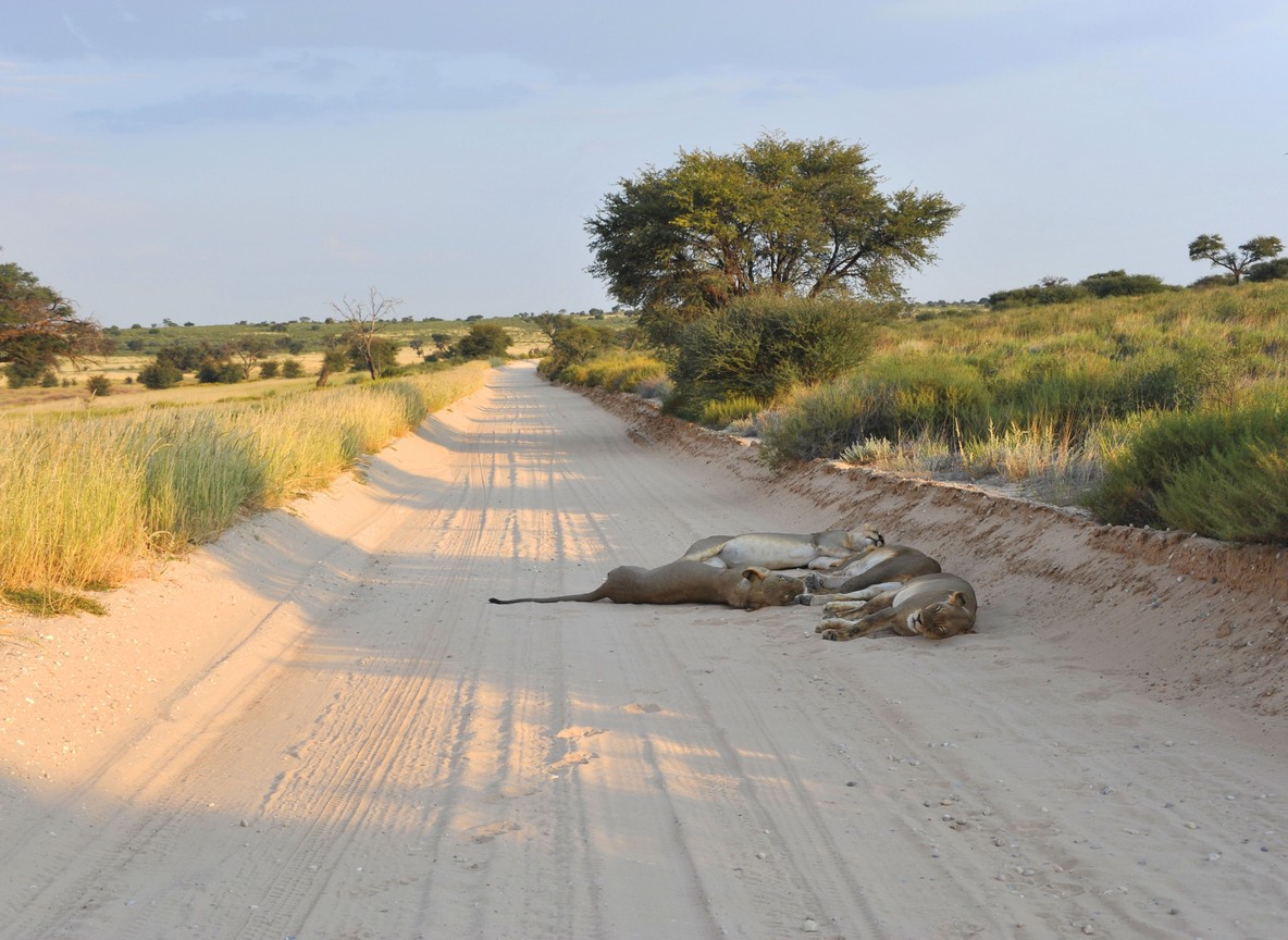 wildebeest and zebra herds crossing open Serengeti plains at golden hour, dust rising, distant acacia trees
