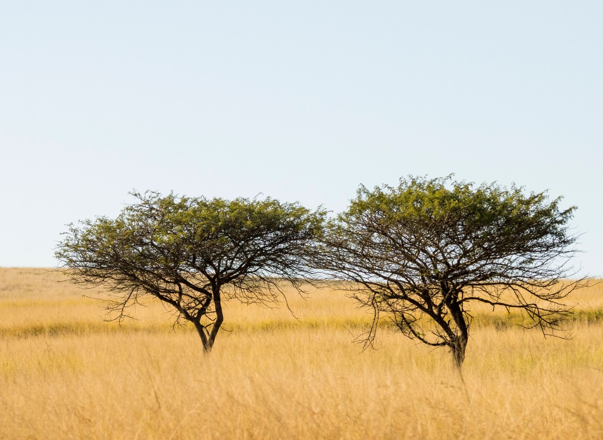 Group of colleagues in safari vehicles pausing on a bush track at sunset, sharing binoculars and laughing together