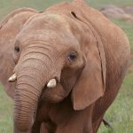 A large young bull elephant with thick, heavy tusks standing in golden grass in Amboseli with Mount Kilimanjaro in the background