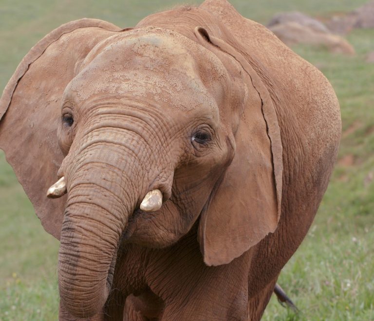 A large young bull elephant with thick, heavy tusks standing in golden grass in Amboseli with Mount Kilimanjaro in the background