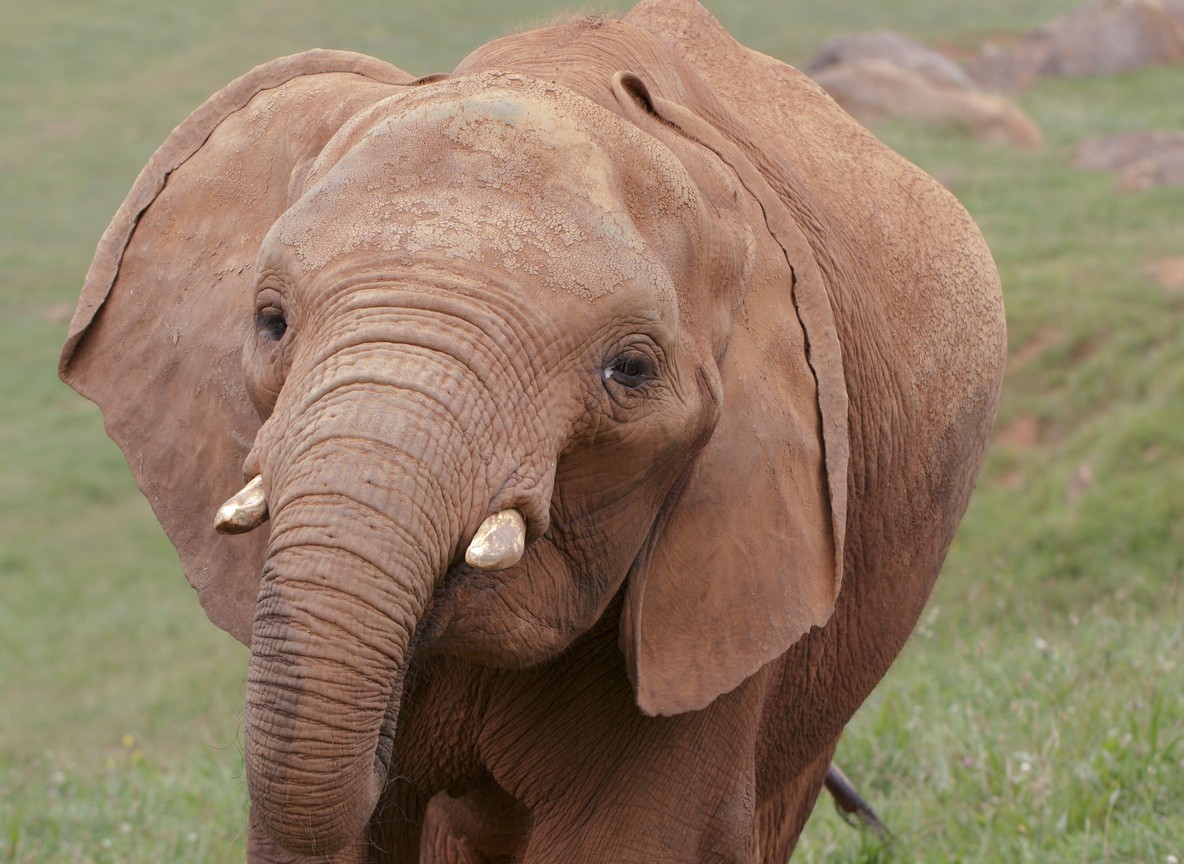 A large young bull elephant with thick, heavy tusks standing in golden grass in Amboseli with Mount Kilimanjaro in the background