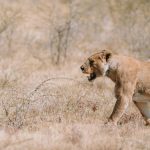 a lioness walking through dry golden grass in Tsavo, natural light, no visible collar or tag