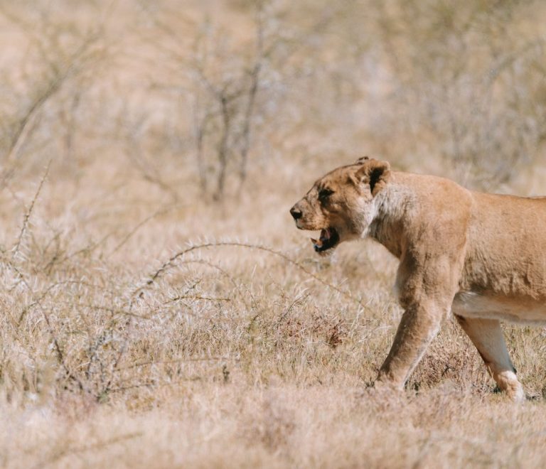 a lioness walking through dry golden grass in Tsavo, natural light, no visible collar or tag
