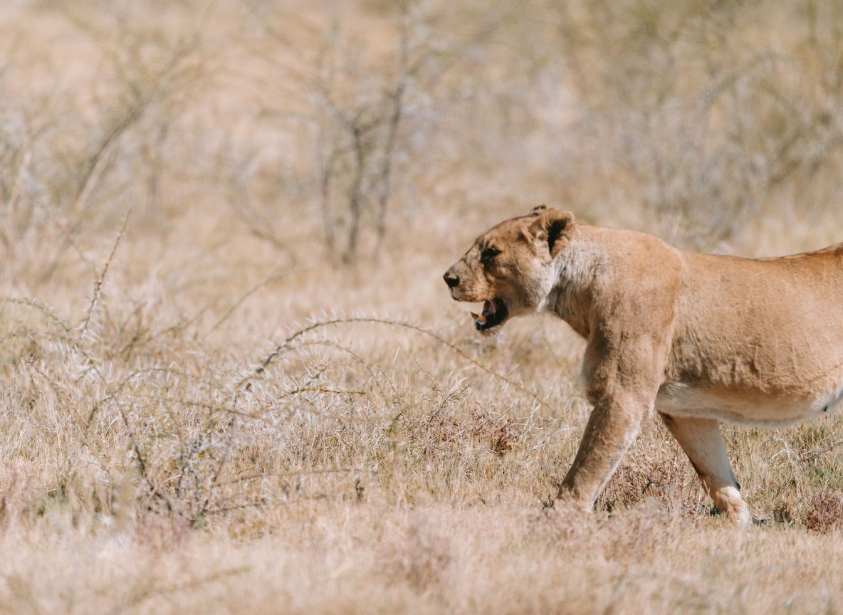 a lioness walking through dry golden grass in Tsavo, natural light, no visible collar or tag